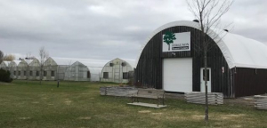 FERGUSON: MORE THAN A FOREST OR TREE NURSERY