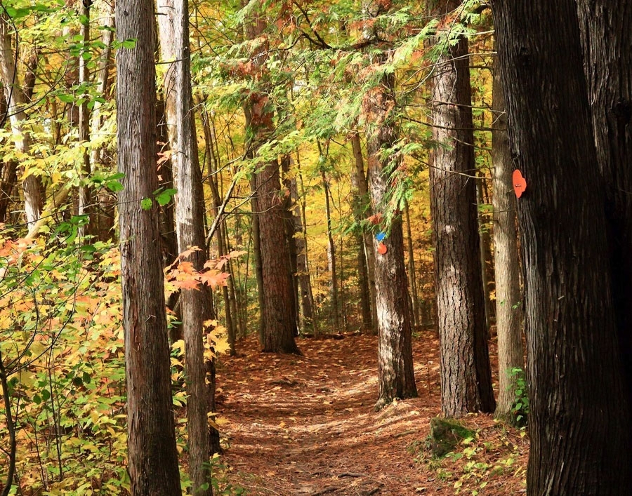 Maple Trail