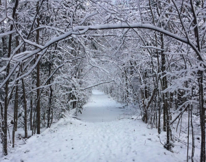 Beech Trail